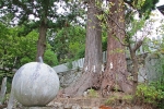 筑波山神社 夫婦杉の様子