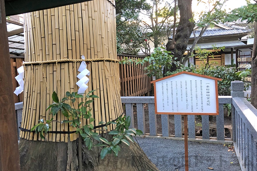 七社神社 御神木一本杉神明宮の様子