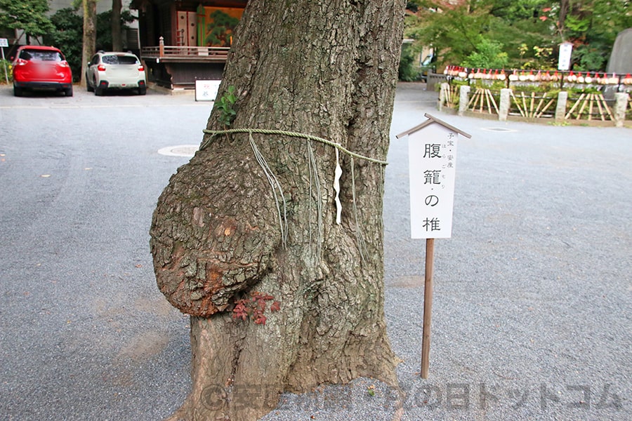 七社神社 「腹籠りの椎」の様子