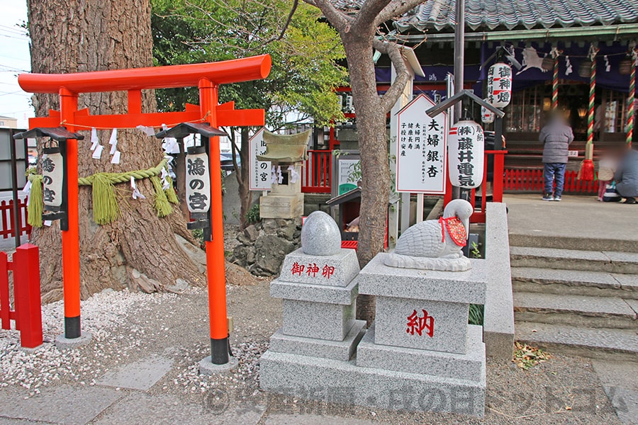 鴻神社 御神木の夫婦銀杏、御神卵、こうのとり像の様子
